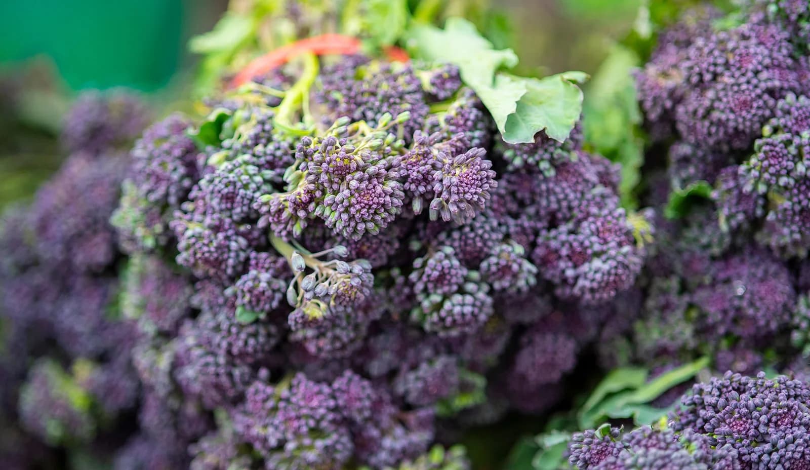 Adelaide Showground Farmers Market