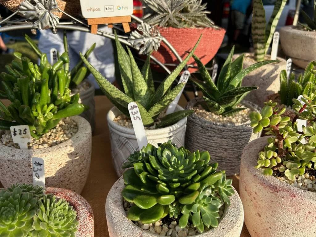 Nabiac Markets