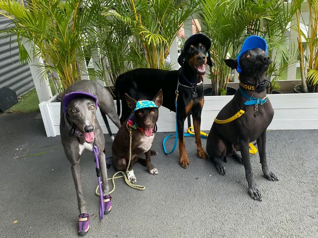 PuppyPalooza Markets